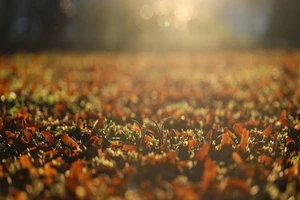 Sài Gòn nhung nhớ những mùa dầu xoay 