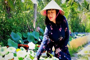 Mê mẩn với vườn sen mini của cô giáo