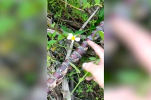  Độc lạ cây mía dài gần trăm đốt ở Cam Lâm, Khánh Hòa 