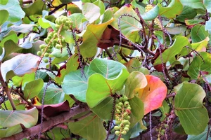 Công nhận hai cây tra ở Viện Pasteur Nha Trang là cây di sản