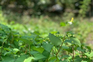 Nghe vị 'tanh' rau diếp cá, lại nhớ quê nhà 