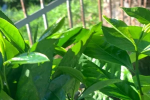 Ấm lòng bát nước chè xanh