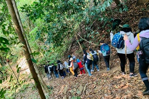 Những lợi ích không tưởng của “tắm rừng” 