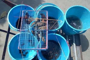 Phóng sinh và hệ sinh thái thủy sinh 