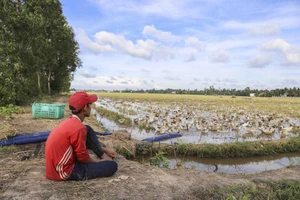 Người nuôi vịt thích nhất là khi thu hoạch mỗi ngày hàng ngàn trứng. Ảnh: HUỲNH DU