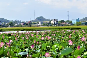 Ngắm cánh đồng hoa sen nở rộ ở Ninh Hòa