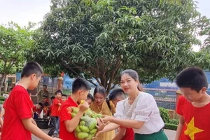 Cô, thầy hái hàng ngàn quả xoài trong sân trường tặng học sinh mang về 