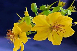 Tết Nguyên đán 2024 sẽ được nghỉ 7 ngày