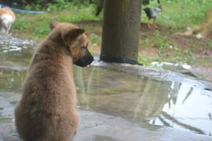 Đừng ăn thịt chó!