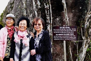 Cây trà trên đỉnh Hòn Bà tại nhà làm việc của bác sĩ Yersin