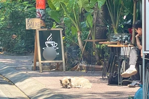 Quyết liệt với chó thả rông không rọ mõm để ngăn chặn, phòng ngừa bệnh dại 