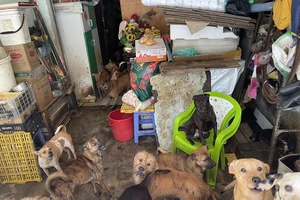 Quản lý nuôi chó mèo: Bạn đọc ủng hộ nhưng đề nghị tránh thủ tục phiền hà 