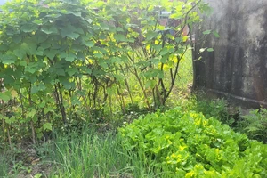 VKSND Cấp cao tại Đà Nẵng rút kinh nghiệm một vụ án thu hồi đất xác định sai thời hiệu khởi kiện