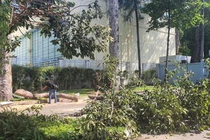 Vụ gãy cành cây xanh tại công viên Tao Đàn: “Tăng rà soát để đảm bảo an toàn”