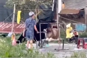 Đem động vật mua vui rồi ngược đãi, bạn đọc nói gì?