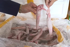 Cá khoai và cái giá của sự ham rẻ