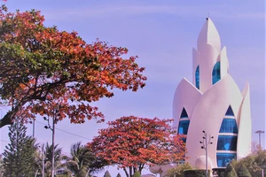 Nha Trang nắng ngập tràn, bàng thay lá ngày cuối năm