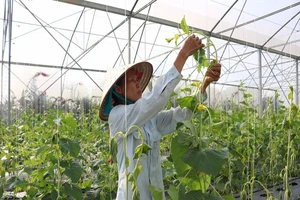 Một nông trang bị phá hoại hàng ngàn gốc dưa sạch 