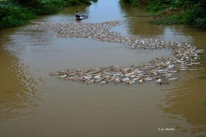 ‘Đàn vịt tạo hình chữ S’ và người thầy mê chụp ảnh