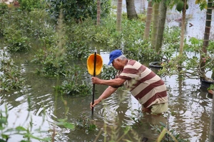Vườn mai Thủ Đức ngập nặng sau bão số 9
