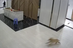 TP.HCM yêu cầu xử lý nghiêm vụ chủ chó đánh người ở chung cư quận 7