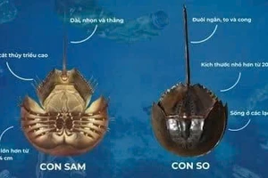 Người đàn ông ngộ độc nặng, nguy kịch sau khi ăn nhầm con so biển