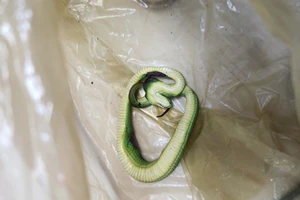 Nhiều trẻ bị rắn cắn, chó cắn phải nhập viện cấp cứu