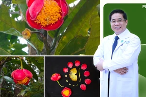 Hoa trà my Hoàng Bắc được đặt tên vinh danh bác sĩ Việt Nam