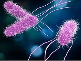 Salmonella – thủ phạm nhiều vụ ngộ độc thực phẩm nguy hiểm thế nào?