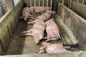 Thịt heo bệnh chế biến thành đồ hộp: Không phải cứ nấu chín là an toàn