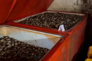 Ăn ốc bươu ngâm ‘thủy tinh lỏng’: Nguy cơ viêm loét dạ dày, ảnh hưởng gan, thận