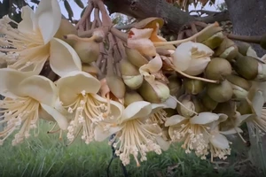 Món ăn từ hoa sầu riêng: Bác sĩ khuyến cáo các yếu tố nguy cơ