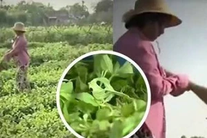 VTV nói gì về việc phóng viên làm clip 'dùng chổi quét rau' bị phản ứng 