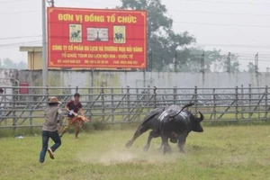 Có vi phạm tại hội thi trâu khỏe 