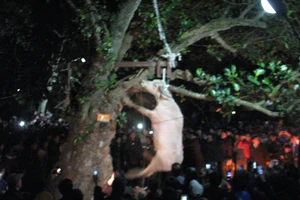 Clip treo trâu đến chết ở lễ hội là hình ảnh cũ