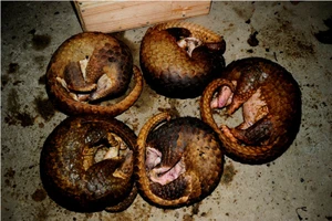 Ô tô chở 118 con tê tê đâm nát 2 xe máy khi chạy trốn