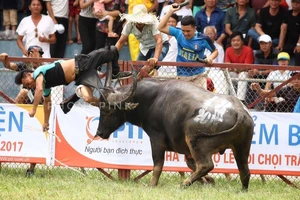 Trâu chọi húc chủ ở Đồ Sơn: Yêu cầu báo cáo khẩn 