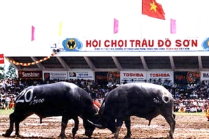 Lễ hội chọi trâu Đồ Sơn sẽ tiếp tục được tổ chức