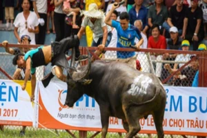 Hải Phòng tiếp tục chọi trâu, vẫn giết trâu chọi