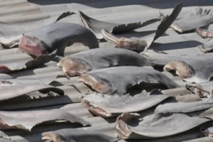 Đại sứ quán VN tại Chile lên tiếng vụ phơi vi cá mập 