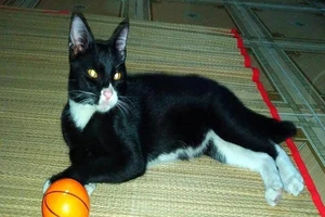 Vĩnh biệt người bạn nhỏ của Nghé! 