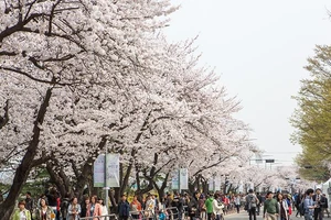 Hàn Quốc giới thiệu xu hướng du lịch mới cho người Việt Nam