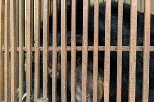 Trường xiếc chuyển giao gấu ngựa bị tổn thương ở mắt