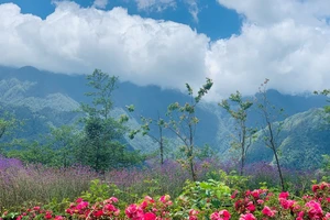 Mê mẩn với thung lũng hoa hồng lớn nhất Việt Nam