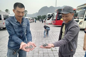 Cơ quan chức năng điều tra việc đinh xuất hiện nhiều ở bãi đỗ xe Khu du lịch Tam Chúc 