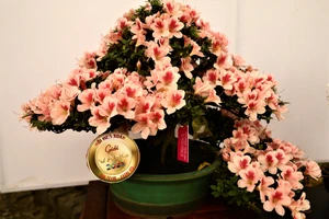 Ngắm bonsai đạt giải tại Hội hoa Xuân Nha Trang