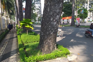 Cần chú trọng chỉnh trang làm đẹp cho gốc cây đô thị