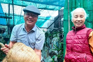 Ngỡ ngàng đào được củ đậu khổng lồ nặng gần 30 kg 