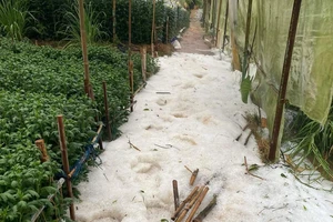 Đà Lạt xuất hiện mưa đá ngay trong cơn mưa đầu mùa 