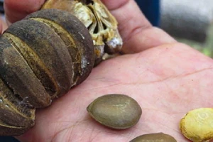 Ăn hạt ngô đồng, 14 học sinh nhập viện